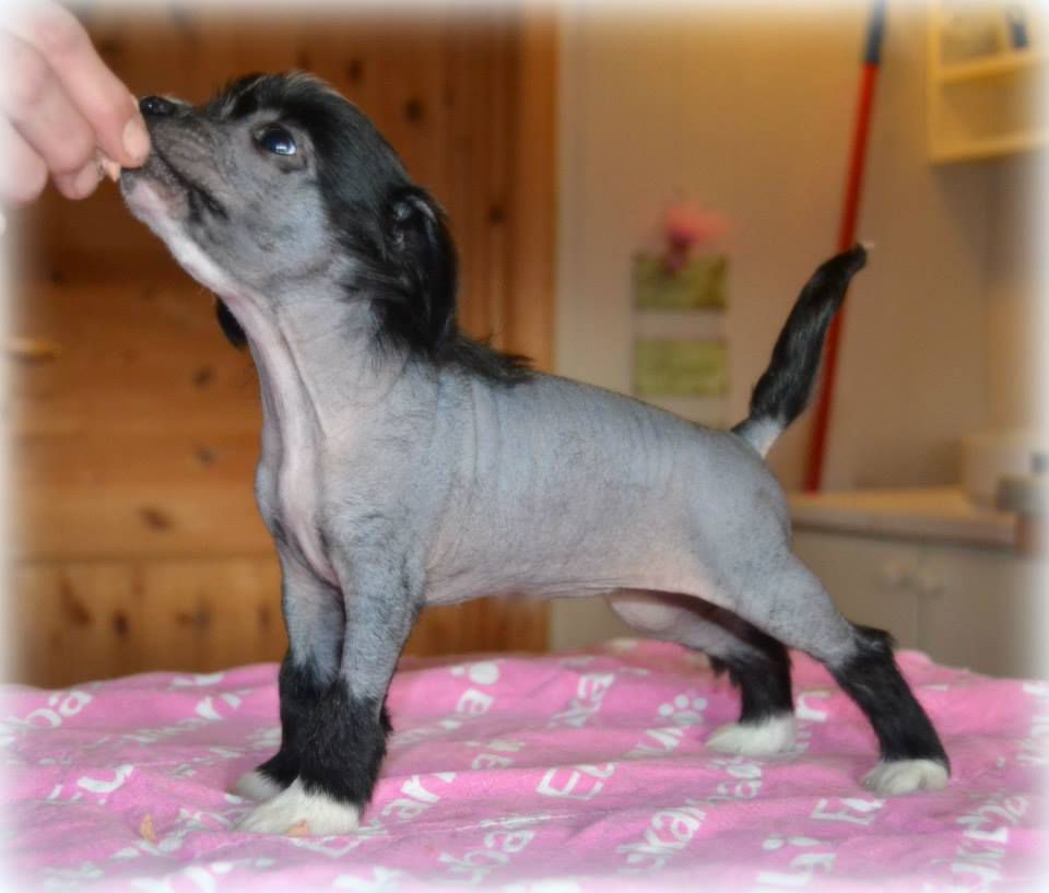 Shandor's Milla MyLady