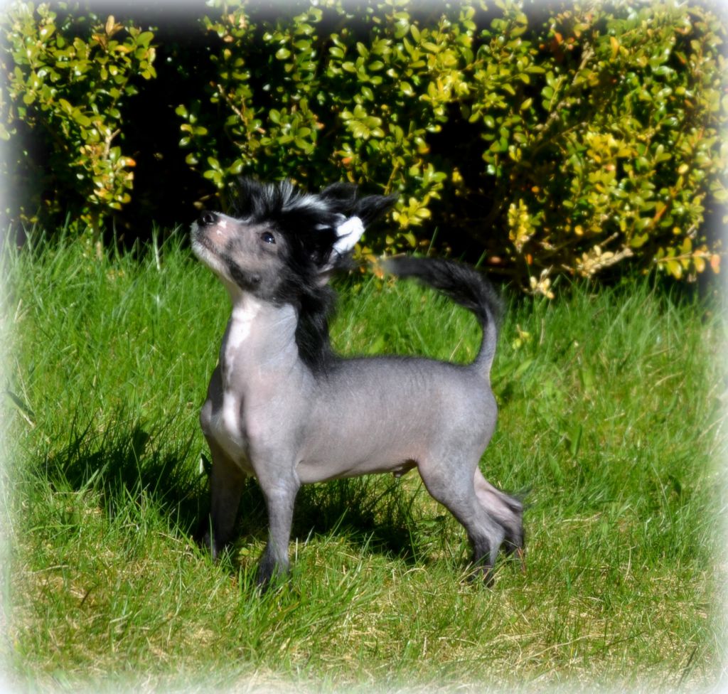 Shandor's My Magic Maximus