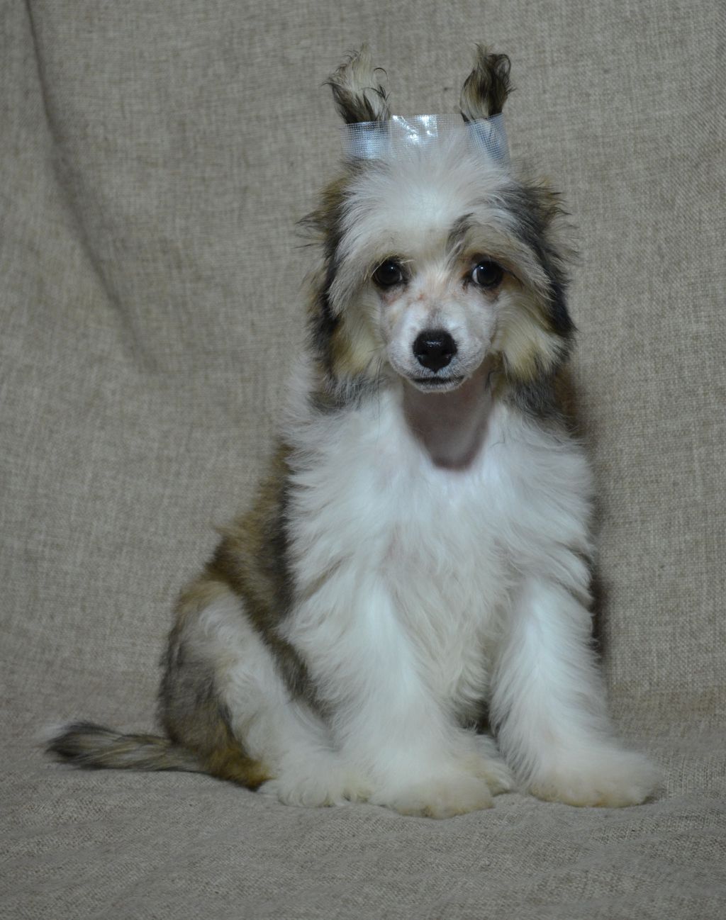 Ognenny Lotos Gharysia