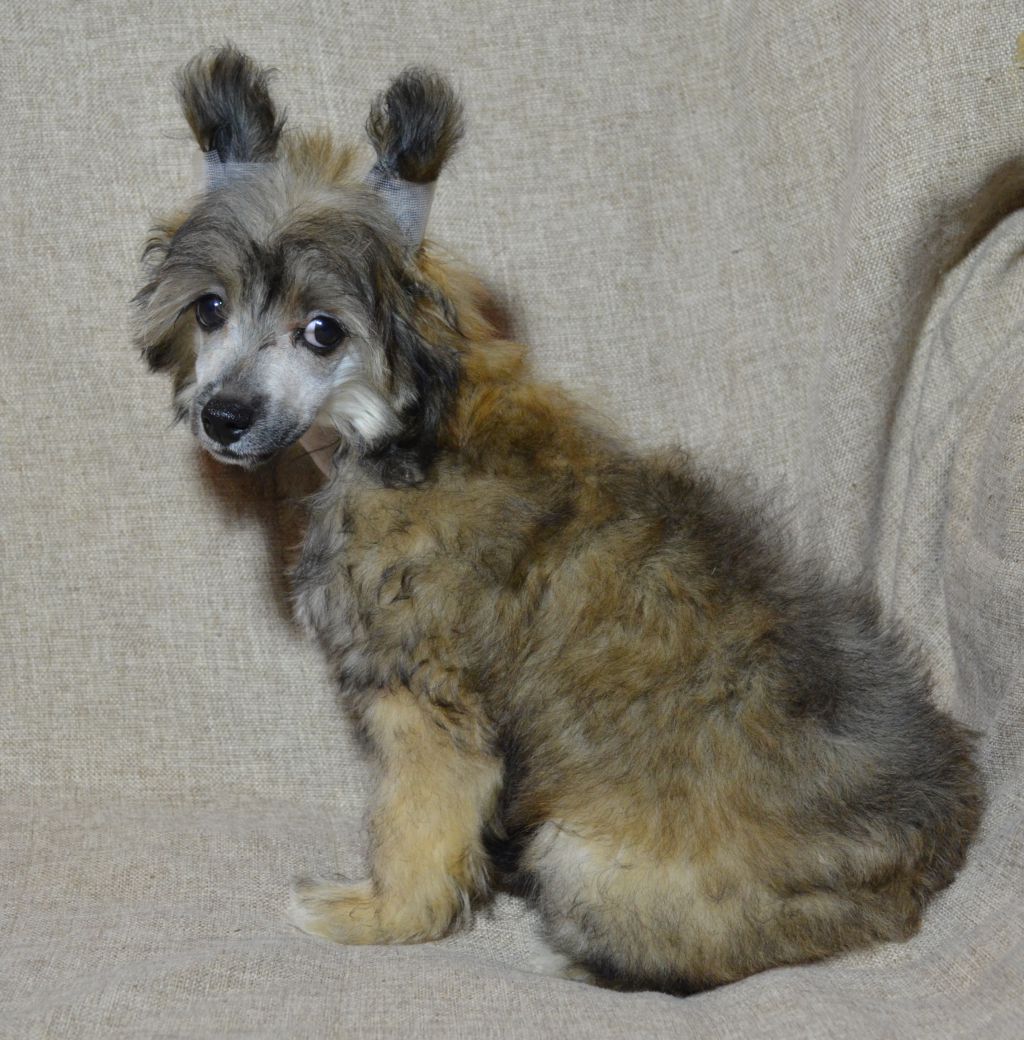 Ognenny Lotos Ghehomira