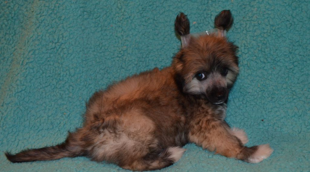 Ognenny Lotos Egoist