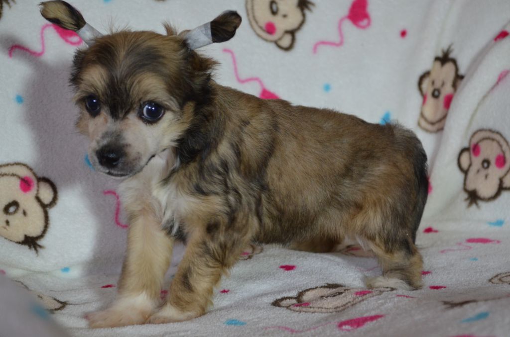 Ognenny Lotos Elizabet