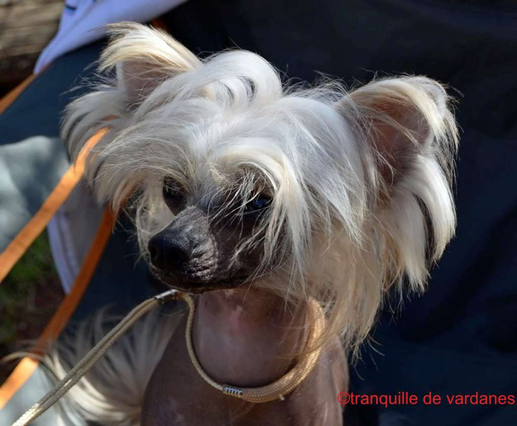 Borgias Tranquille de Vardanes