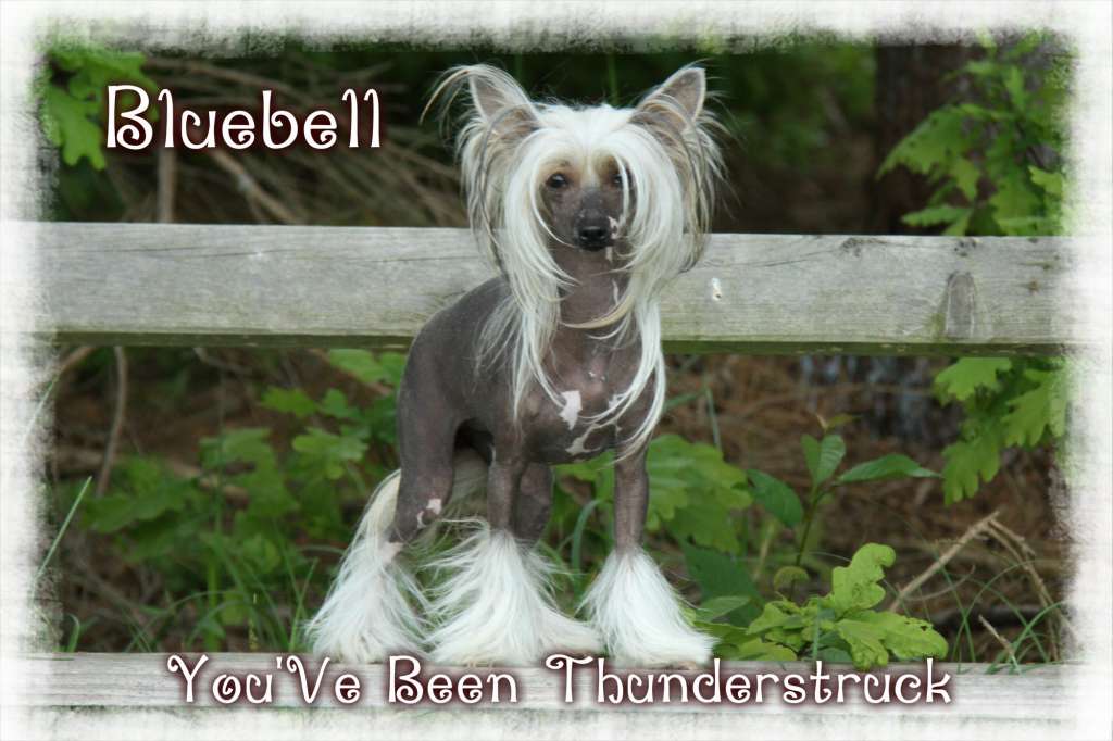 Bluebell You'Ve Been Thunderstruck