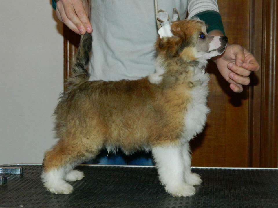 Horus Dio Del Cielo Di Casa Megi