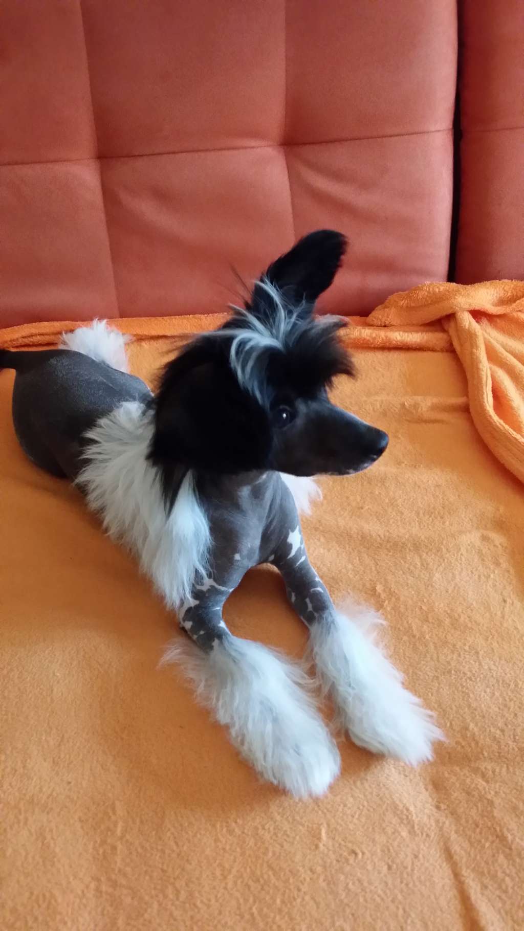 Charming Treasure Balisto