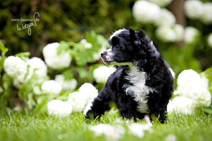 Charming Treasure Blackjack