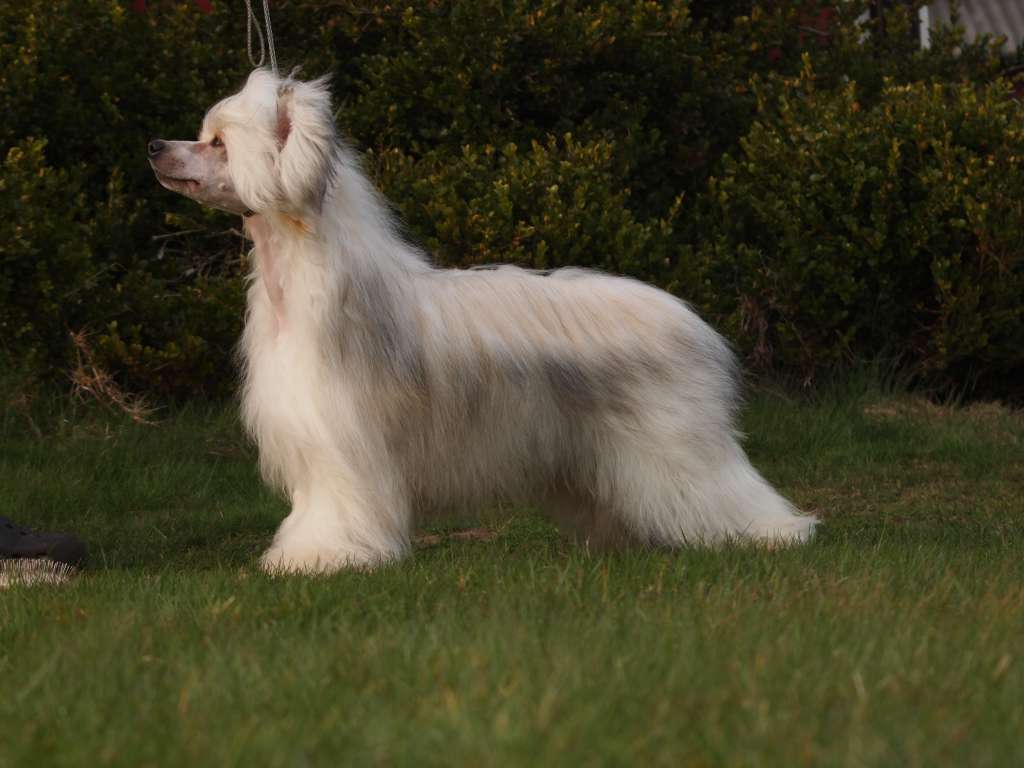 Lusiras Lovely-Dream