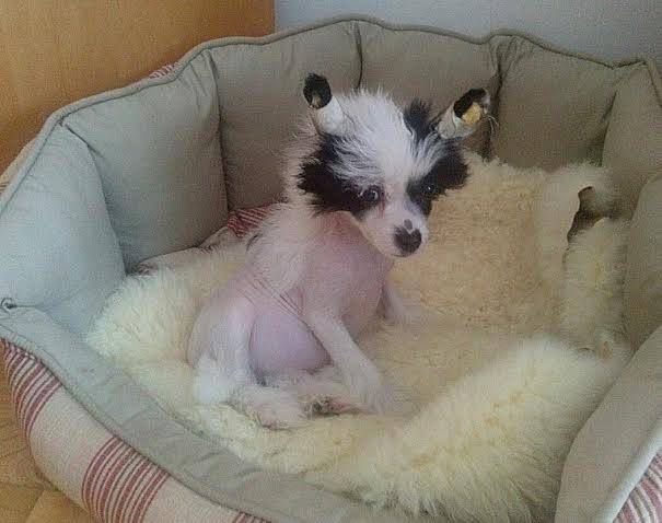 Frendor's Usher White Diamond