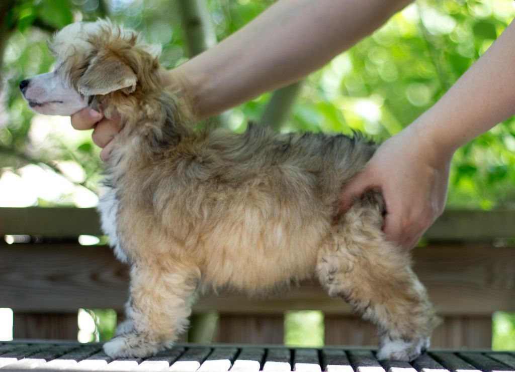 Yulilja Jazz The Rabbit