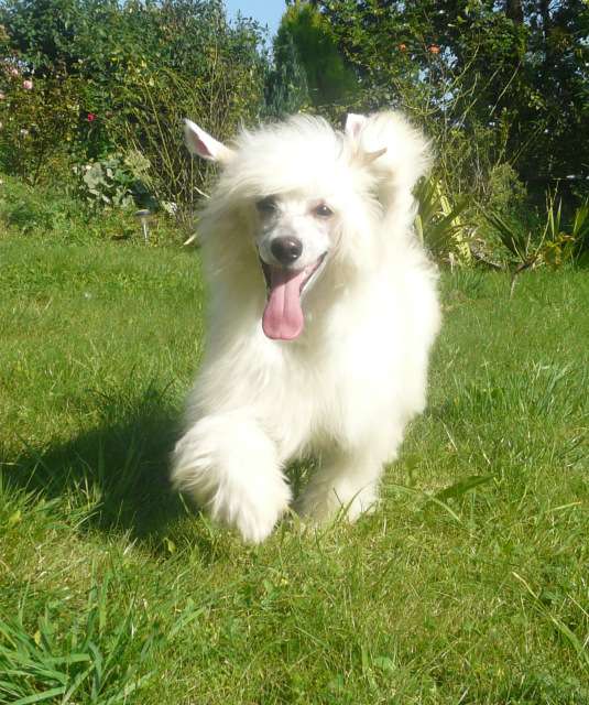 Subway Joliet Jake Blooz