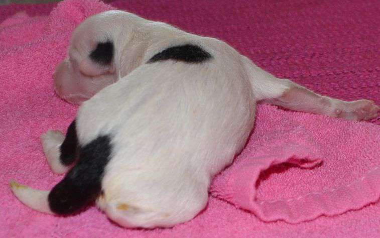 Bram M Of Ria's Pride