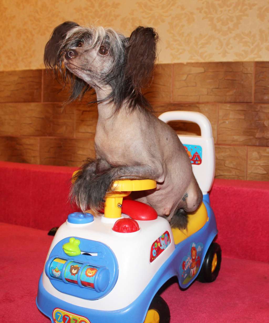 Charuyuschiy Soblazn Darling Precious