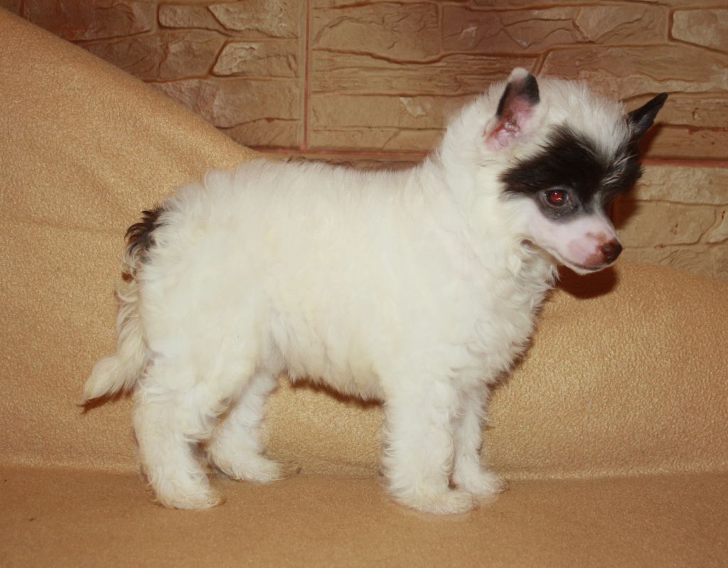 Charuyuschiy Soblazn Diamond Empire