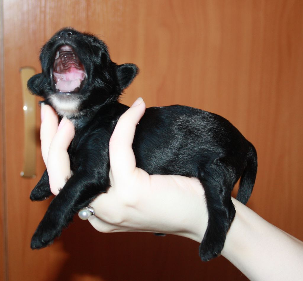 Charuyuschiy Soblazn Dragozennay Perl