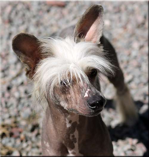 Marachinos Seabiscuit