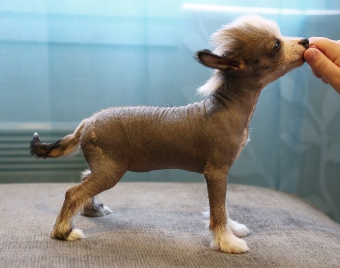 Windy Willow's Eldalote Elf Flower