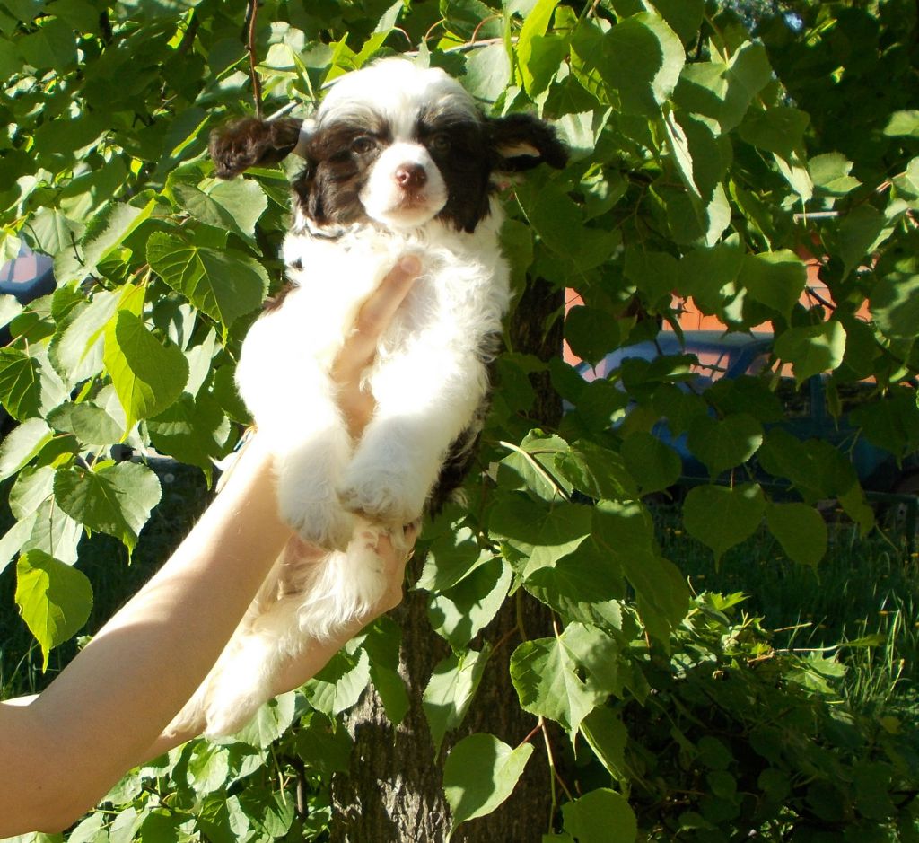 Lux Star Echang Mechta