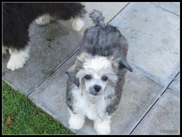 Beachcrest Everybody Ready