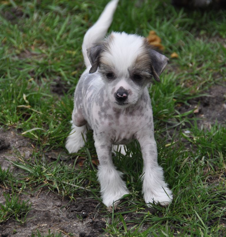 Jazz  Blues Little Champs