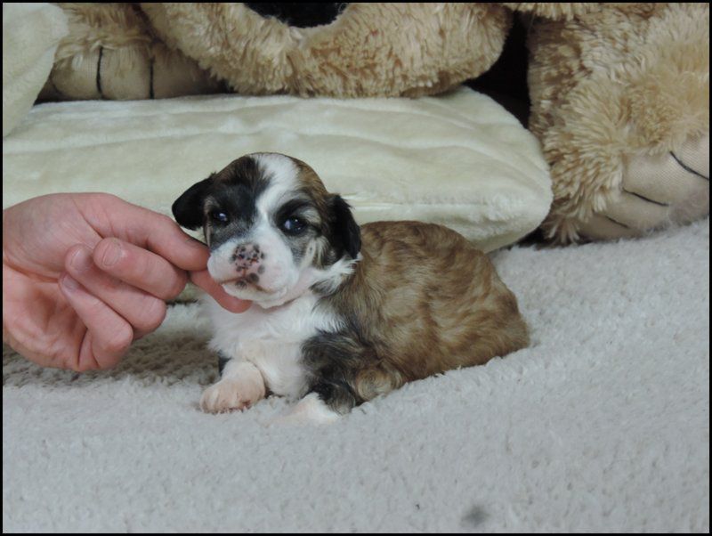 Joy to You du Coeur des Ténèbres