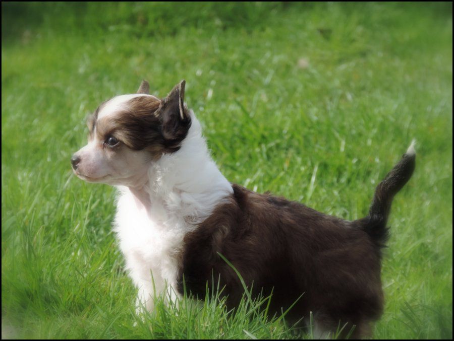 Jalousie du Coeur des Ténèbres