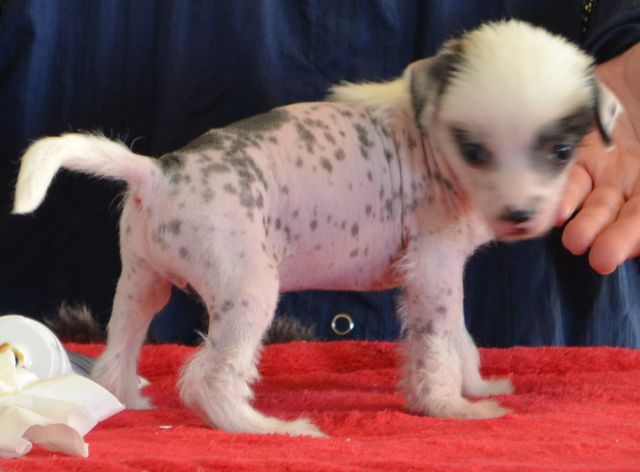 Shomars & Libertys Pink'N Blk Candy Cane Twist