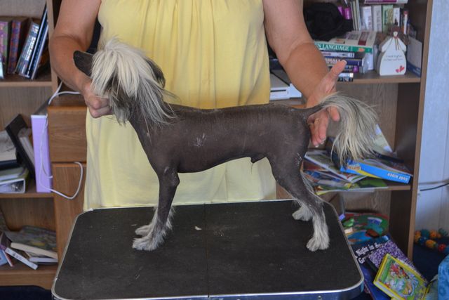 Libertys Royal Flush