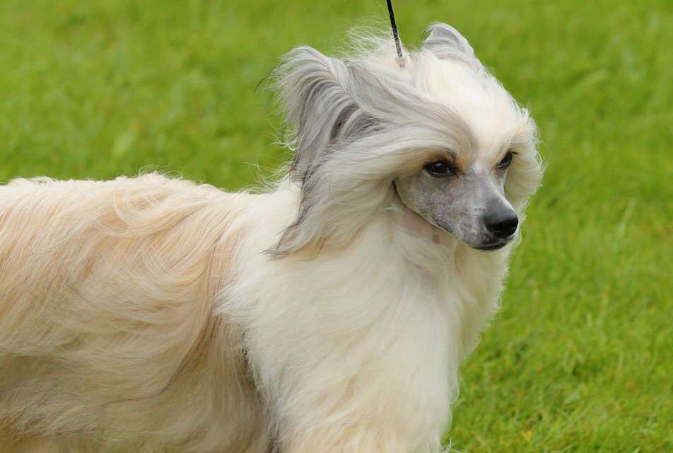 Moonswift Take A Chance On Me