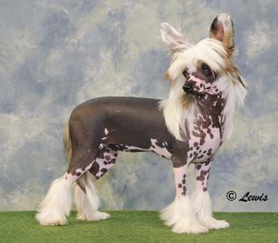 Shumllea Stare If You Dare