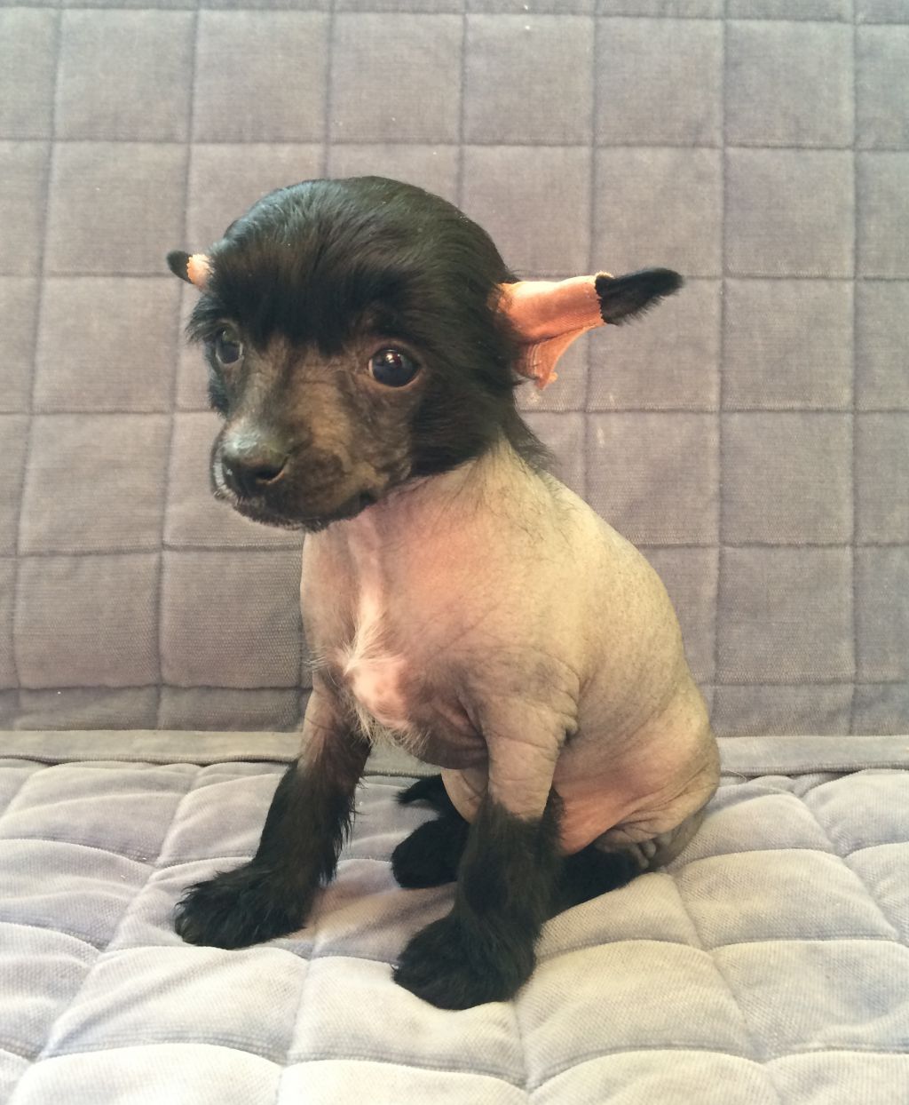 Zhozefina shine east