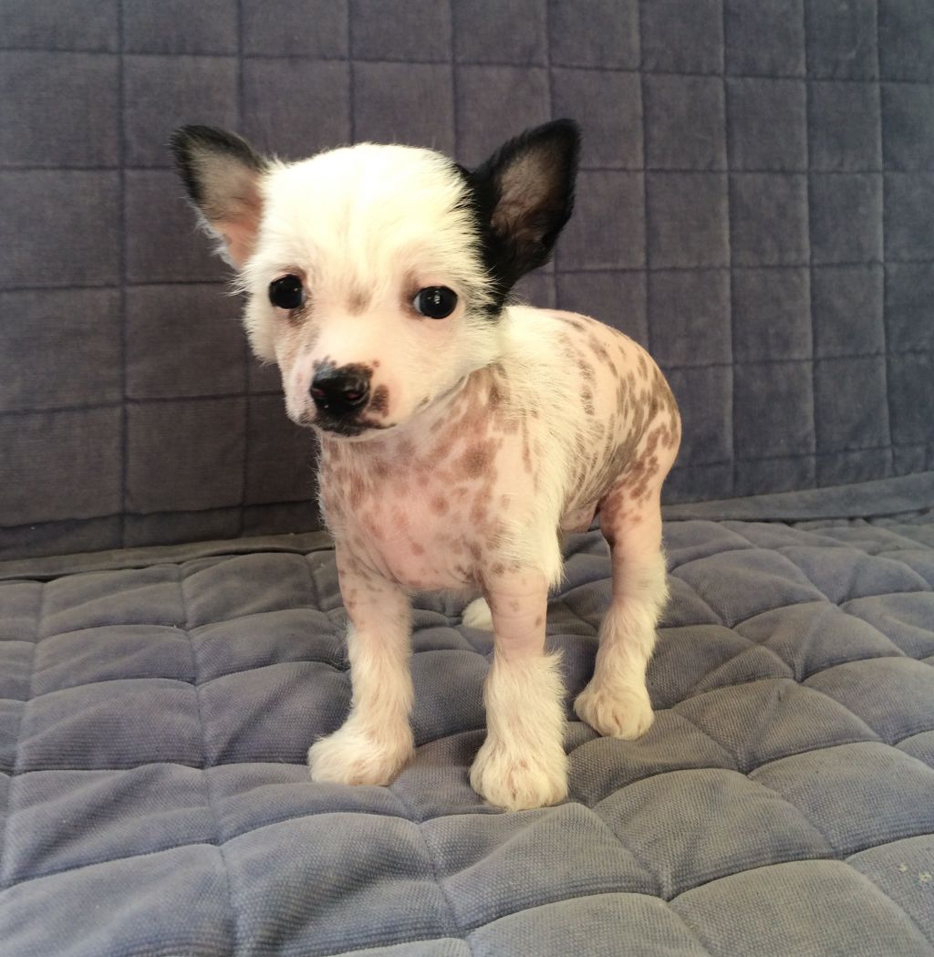 Zhasmin flower of Love