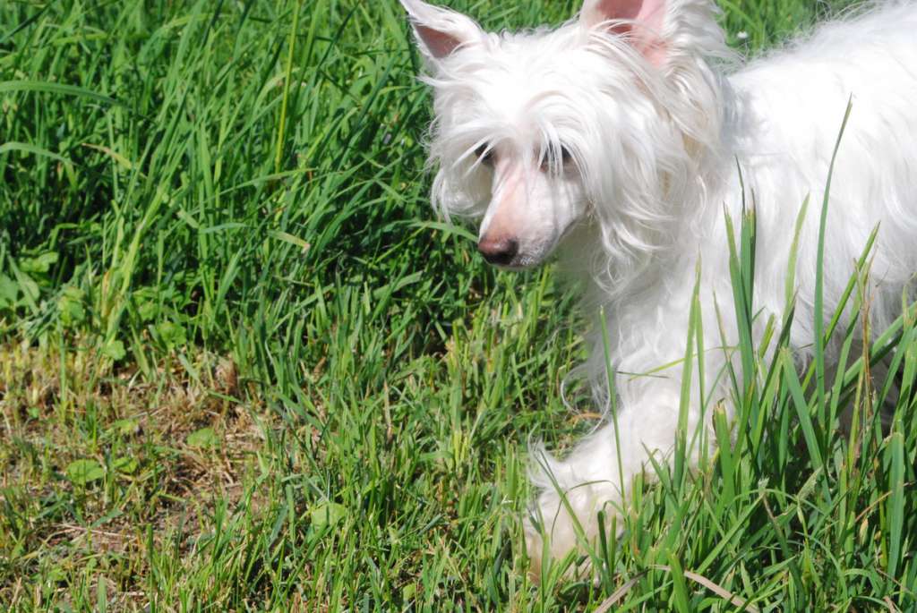 Daintily Silhouette Epocha