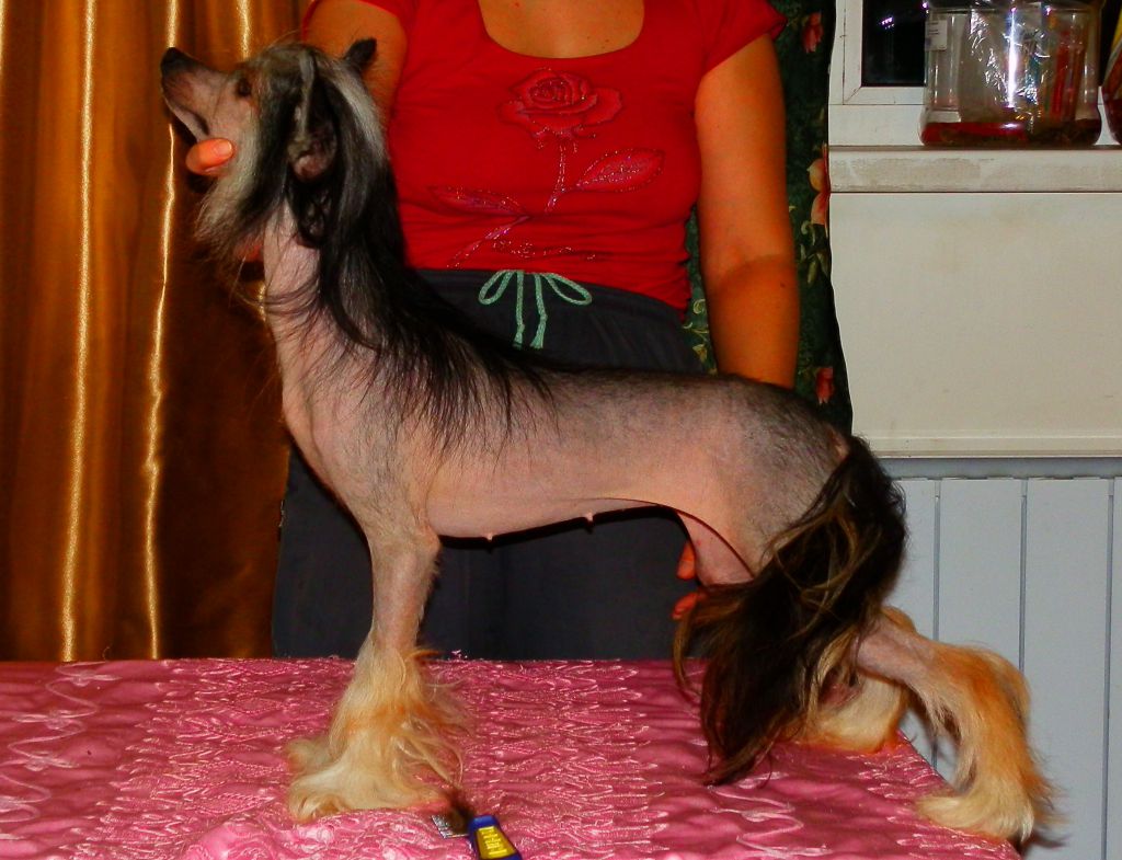 Evenita Kellian Royal Kaveant