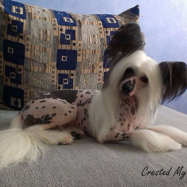 Fantasy Vita Alonso Habi