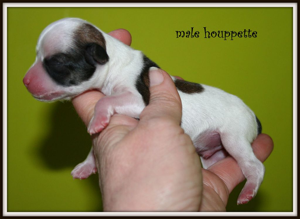 jazzman du pavé de varennes