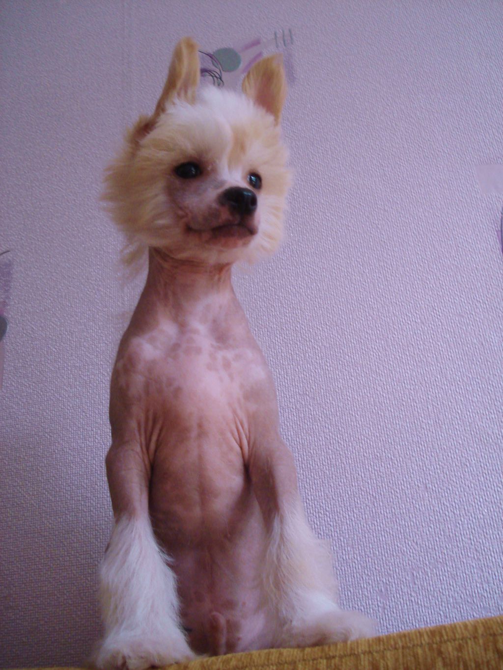 Ogni Stolitsy Viliem