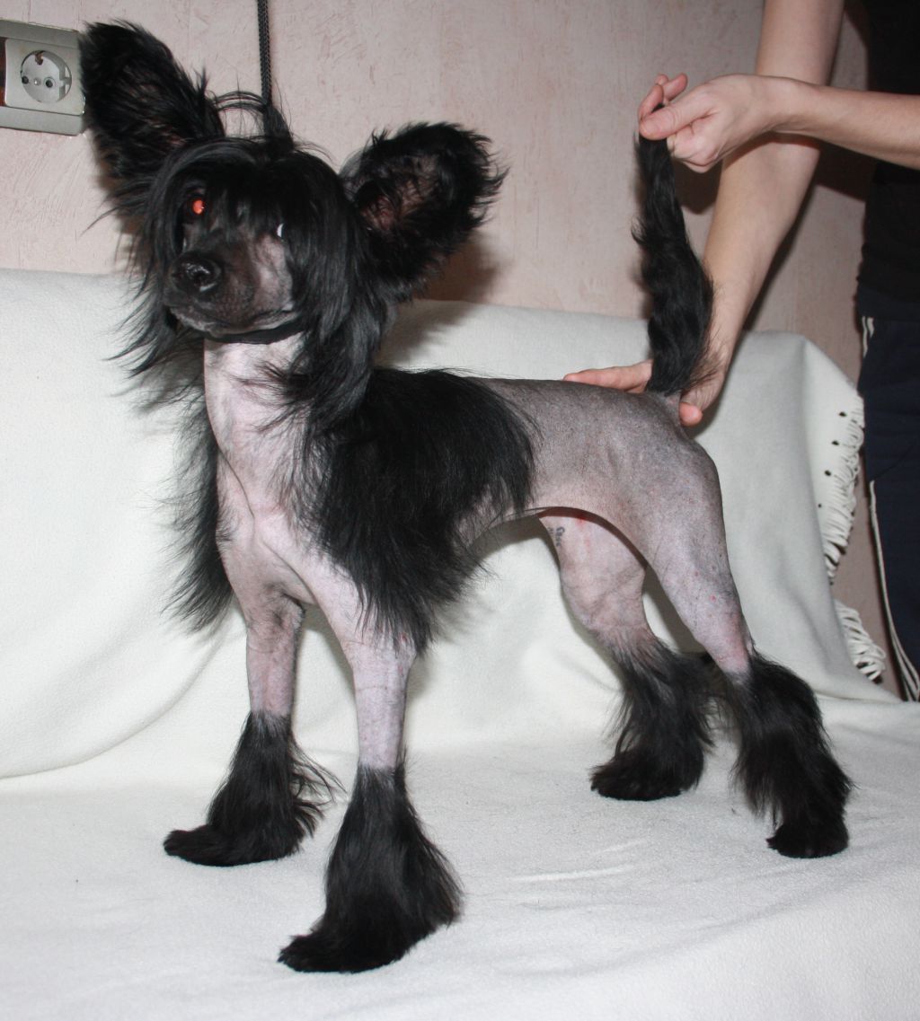 Lang Shi Ochi Chernie