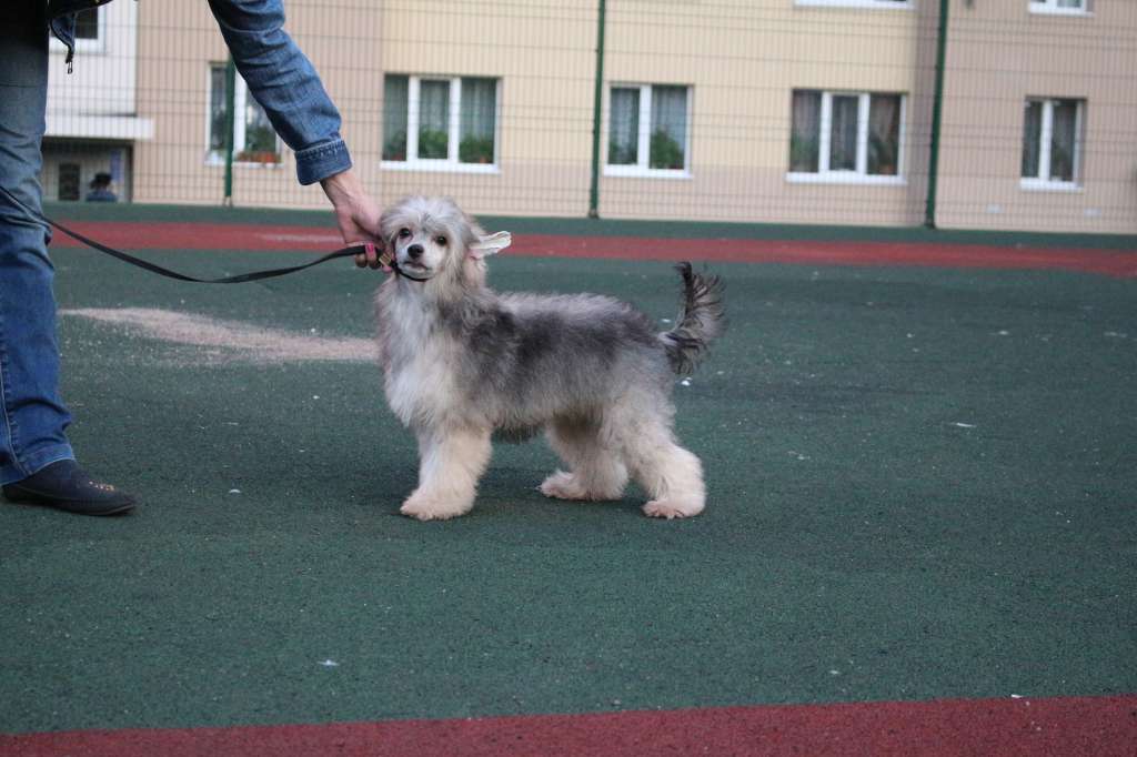 Luniks Stail Anastacia Catherine