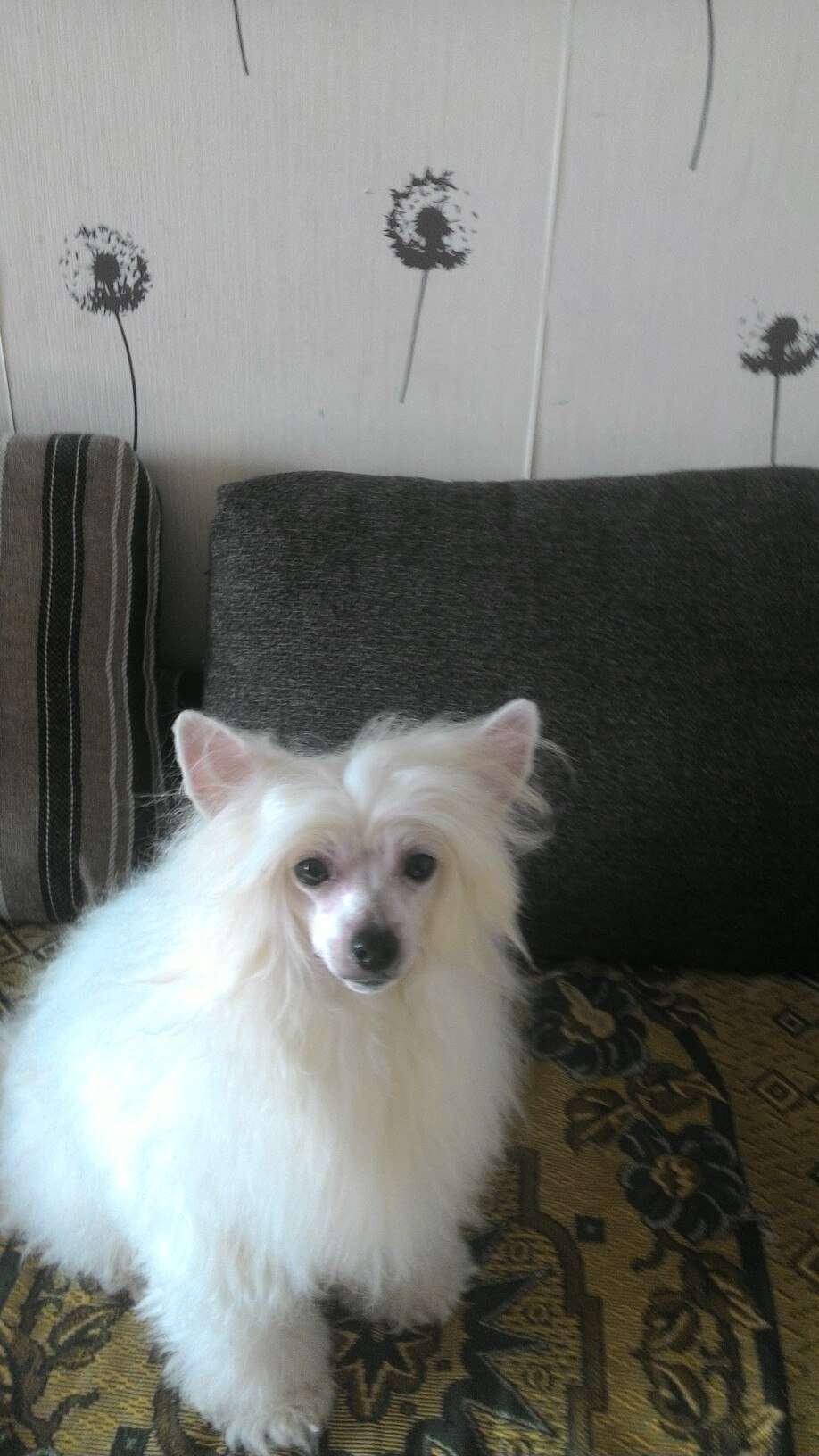 Luniks Stail  Bobby Jones