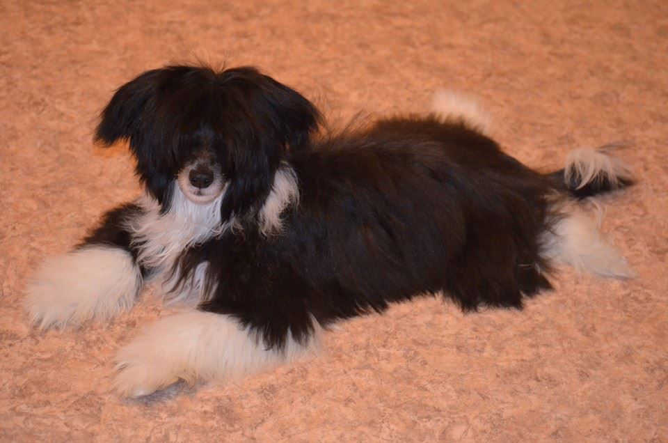 New York City of dreams