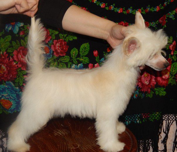 Yannis Dios del Fuego