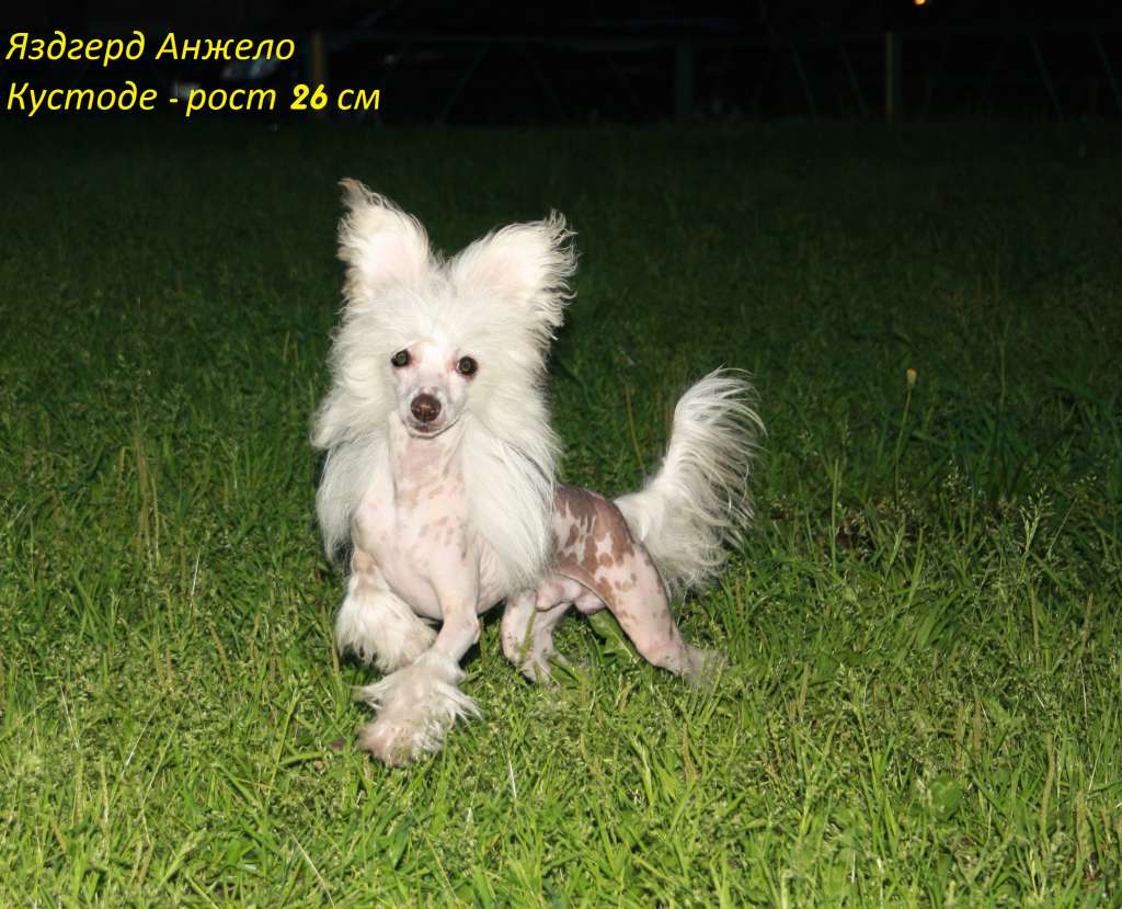 Yazdgerd Anzhelo Kustode