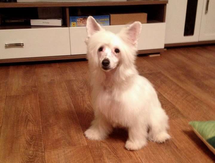 Sofiris Show Winter Melody