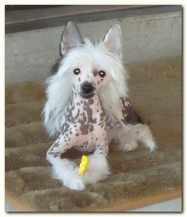 Because Of Love  Of Gizzy's Home