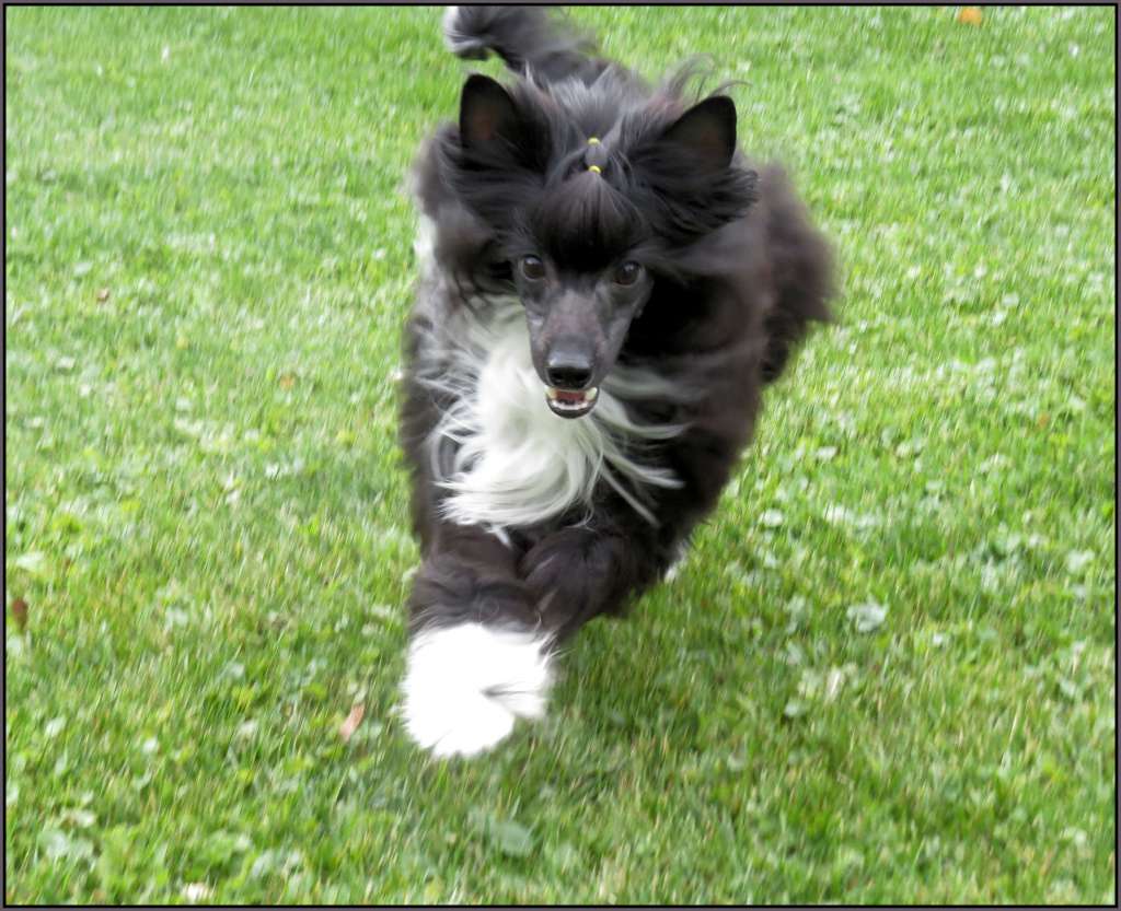 Altair's Where Wild Things Are