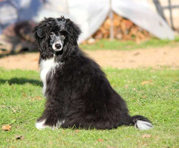 Tango  v  Almazah  dlya  Liris