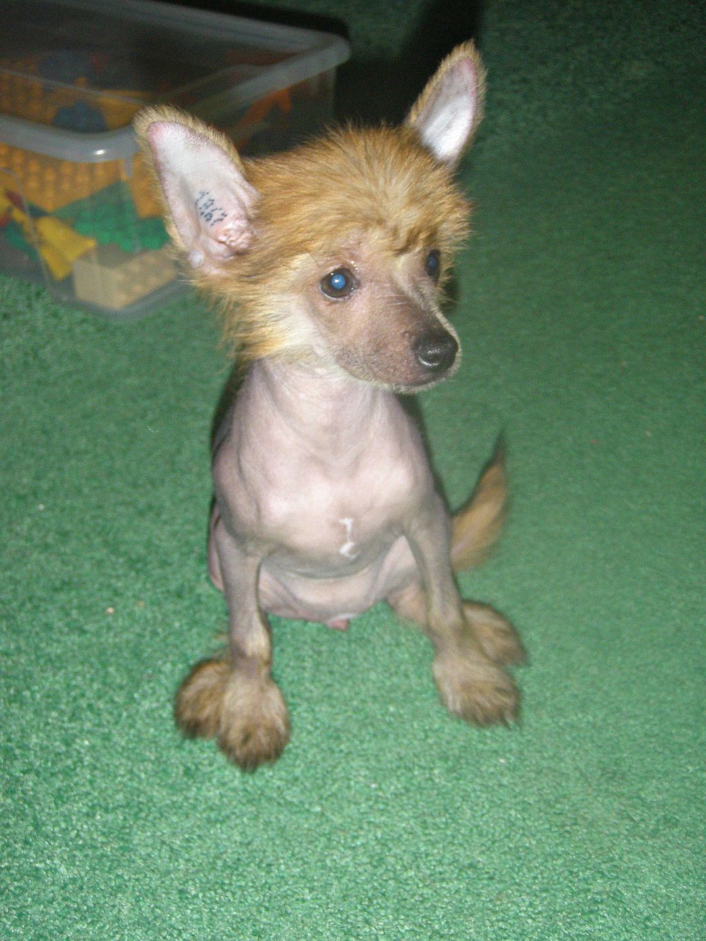 Izett Diora Miracolo Dell'anima