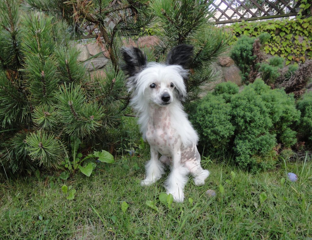 Agrippina Bonus Westtai