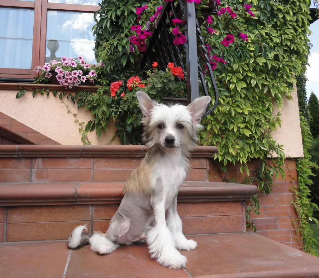 Bayfild Bonus Westtai